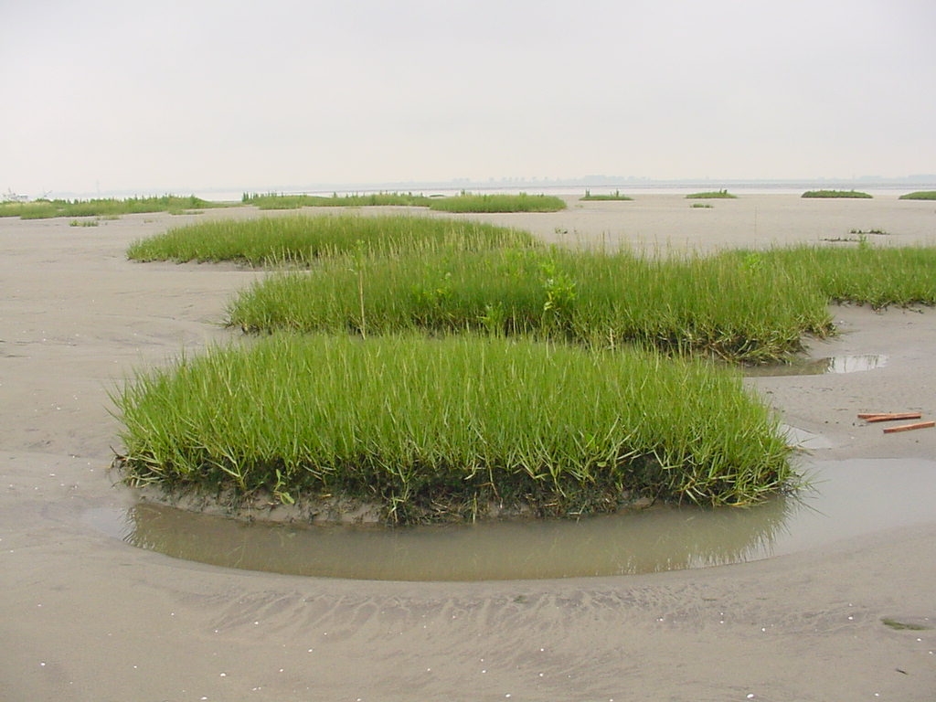 spartina pollen op de platen van Valkenisse