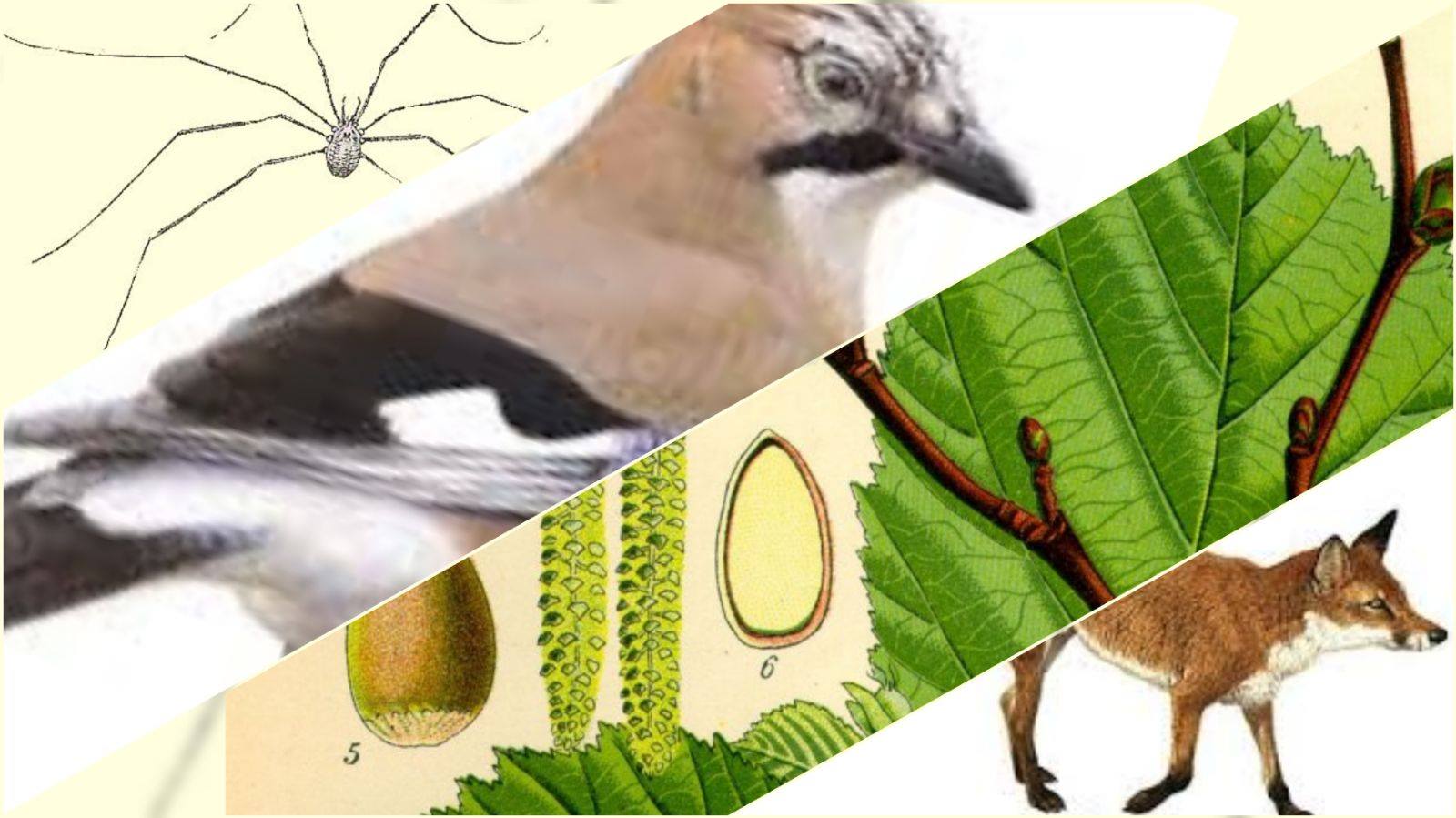 essenburgpark_planteninventarisatie.jpg